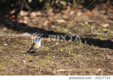 紅脅藍尾鴝 20227724