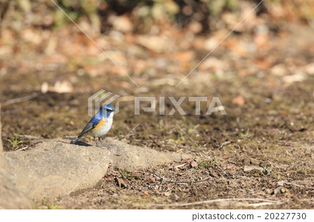 紅脅藍尾鴝 20227730