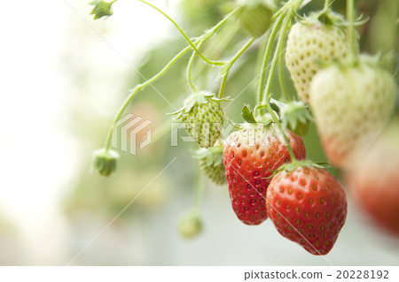 草莓 20228192