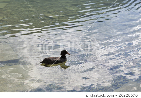 Common Gallinule floating in the pond Common Gallinule floating in the pond 20228576