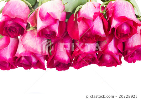 pile of pink roses pile of pink roses 20228923