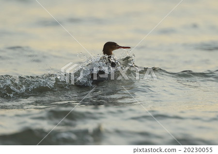 Creatures Birds Semi-eyed and repeating diving and levitation pursuing small fish 20230055