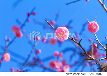 淡粉紅色的梅花 淡粉紅色的梅花 20230075