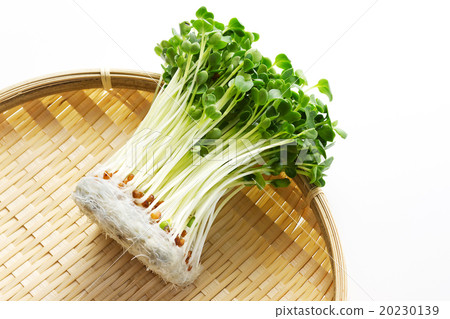 Caution: Daikon radish 7 20230139