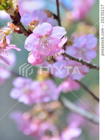 河津櫻花綻放 20230217