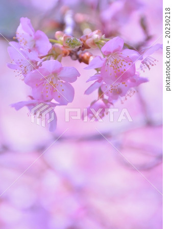 河津櫻花綻放 20230218