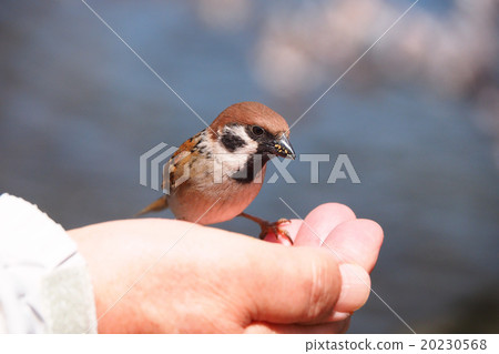 Wild sparrow to get in 20230568