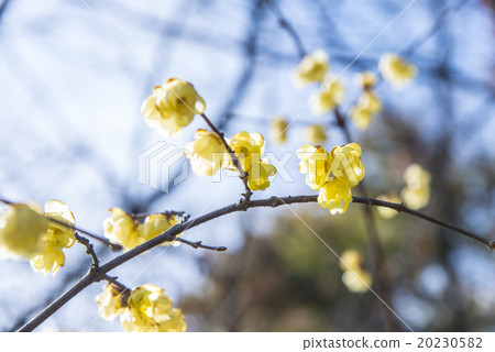 Sosin Ryubai 20230582