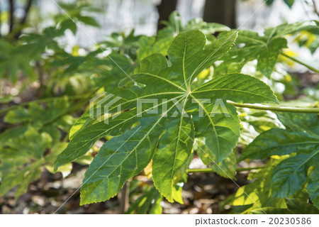 八片葉子 20230586