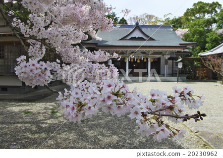 櫻花和神社 20230962