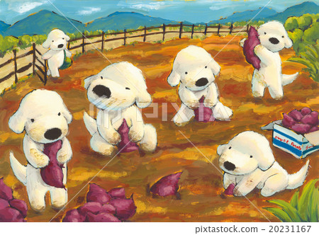 White dog _ potato digging 20231167