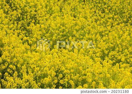 Rapeseed field 20231180