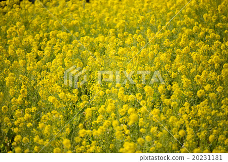Rapeseed field 20231181