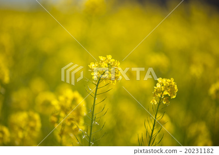 Rapeseed field 20231182