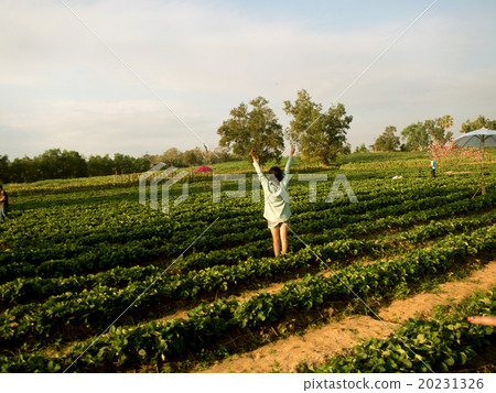 woman stand in Strawberry farm at wangnamkhiao woman stand in Strawberry farm at wangnamkhiao 20231326