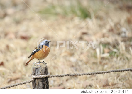 下顎的雄性，堅持堆 20231415