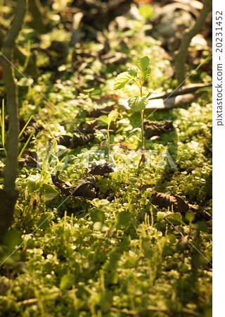 Growing plant. Growing plant. 20231452