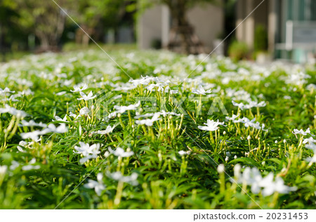 Inda Flower Inda Flower 20231453