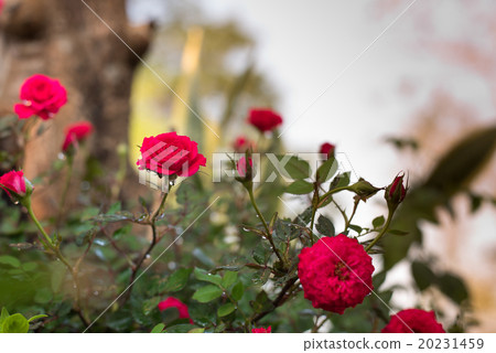 Rose Flower. 20231459