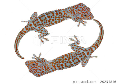 circle gecko on white background circle gecko on white background 20231816
