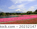 Fuji Shiba cherry tree 20232147