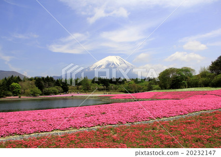 Fuji Shiba cherry tree 20232147