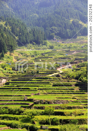 Rice terraces 20232148