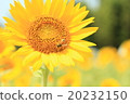 Summer sunflower and bees 20232150