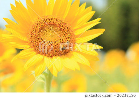 夏天向日葵和蜜蜂 夏天向日葵和蜜蜂 20232150