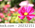 Cosmos flowers 20232151
