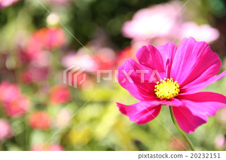 波斯菊 波斯菊 20232151