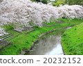 Row of cherry trees 20232152