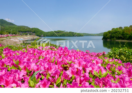 Spring larval pond and azalea 20232751