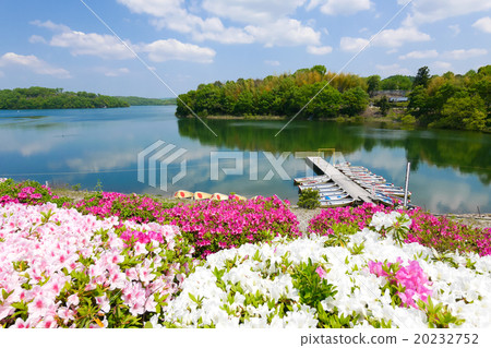 Spring larval pond and azalea 20232752