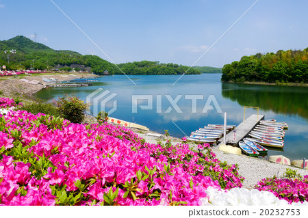 Spring larval pond and azalea 20232753