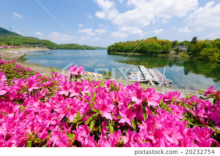Spring larval pond and azalea Spring larval pond and azalea 20232754