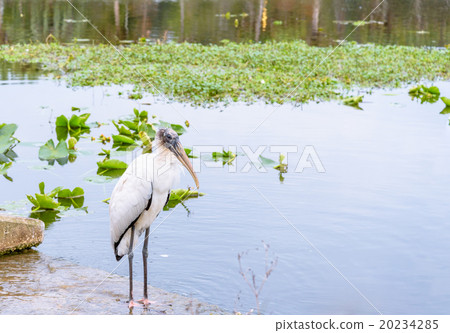 Relaxing White Wood Stork Bird on the lake Relaxing White Wood Stork Bird on the lake 20234285
