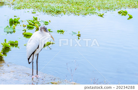 Relaxing White Wood Stork Bird on the lake 20234288