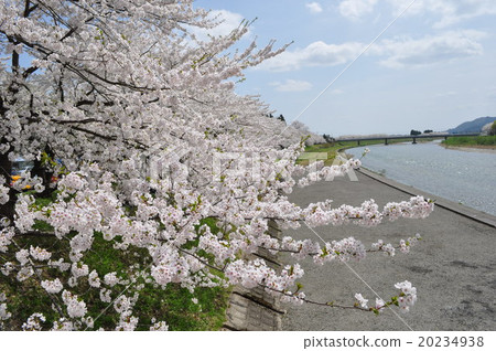  The hinoki cypress is recognized by its 