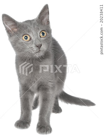 Small kitten playing 20238411