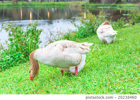 Domestic Greylag geese , wild geese on the lake Domestic Greylag geese , wild geese on the lake 20238460