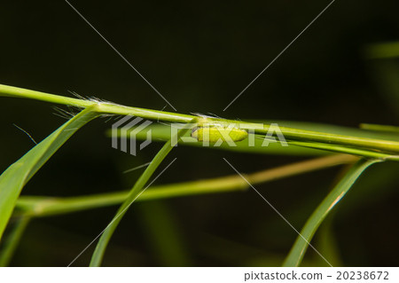 green caterpillar worm on leaf in the garden 20238672