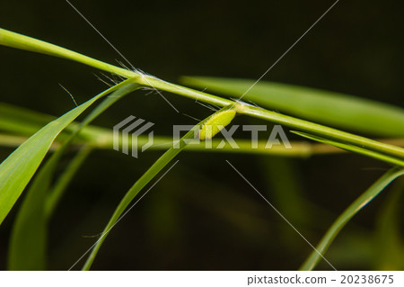 green caterpillar worm on leaf in the garden 20238675