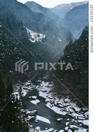 在晨霧中蜿蜒的雪溝（德島縣敦賀鎮的坂川河） 20239185