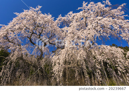 藍天和垂枝櫻花 20239667