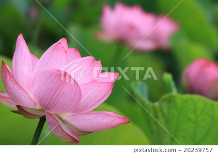 蓮花 蓮花 20239757