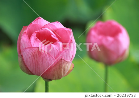 蓮花 20239758