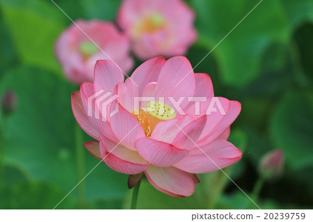 蓮花 蓮花 20239759