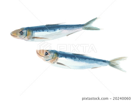 Sardine sardines Sardine sardines 20240060