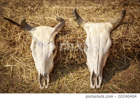 Still Life Skull of Cow 20240484